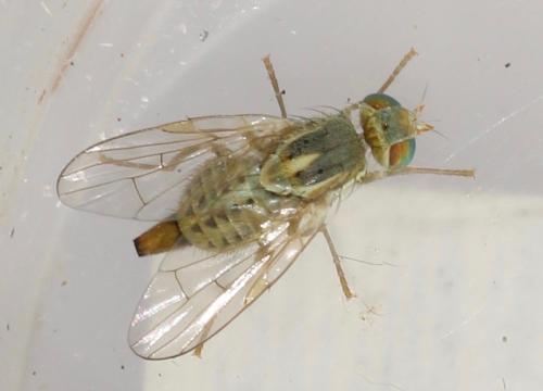 Réf. 321 842 : Terellia serratulae